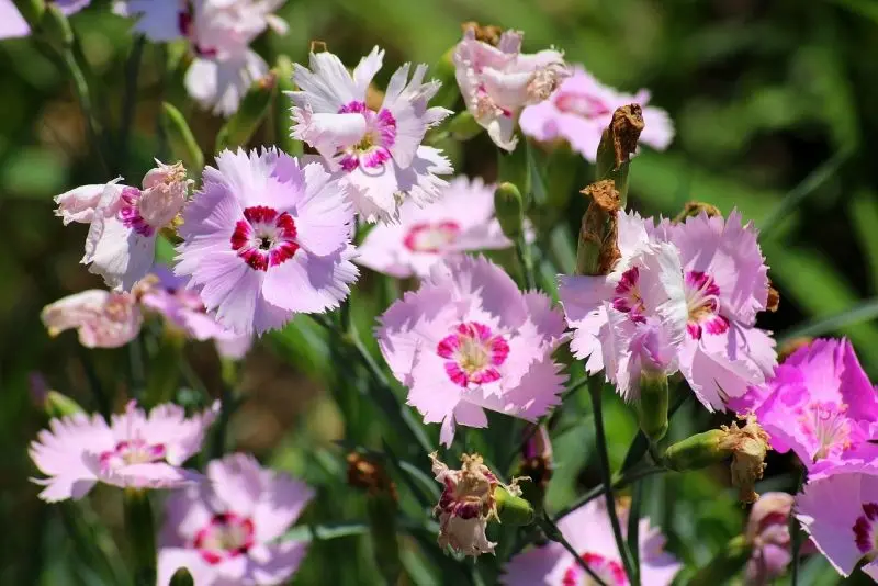 Carnation màu tím - Biểu tượng của lòng trung thành