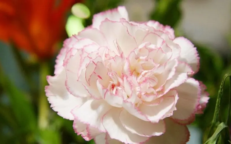 Carnation kép có vẻ đẹp tinh tế