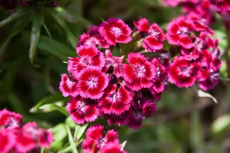 CARNATION RED HARNING