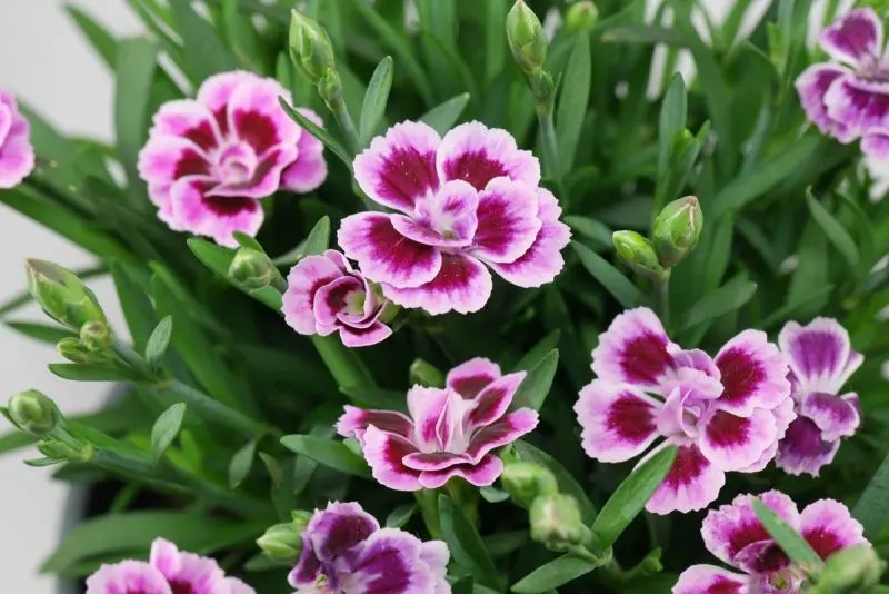 Carnation màu tím quyến rũ