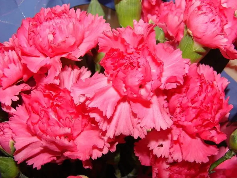 Carnation màu hồng ngọt ngào và hấp dẫn