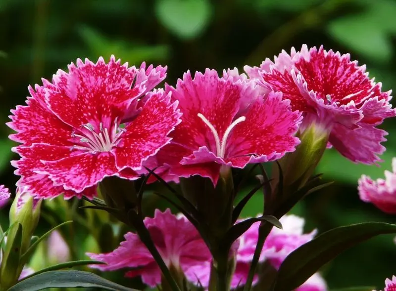 Carnation màu hồng làm sáng không gian