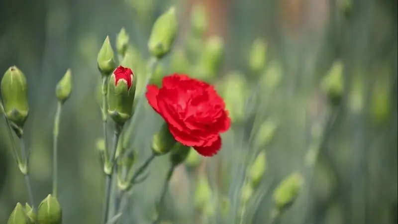 Carnation Red - Hoa mạnh mẽ