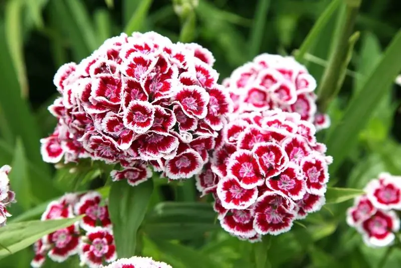 CARNATION HOÀN TOÀN