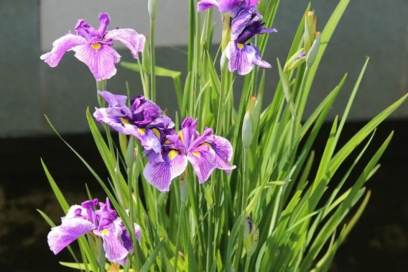 Ảnh Iris đẹp và đẹp, Mang lại thư giãn