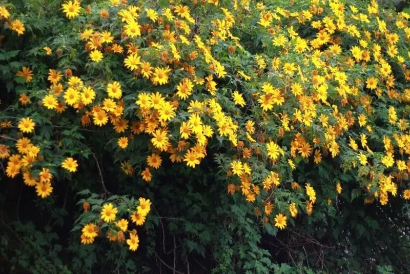 Lĩnh vực mùa nở hoa hoang dã ở ba VI Blooms