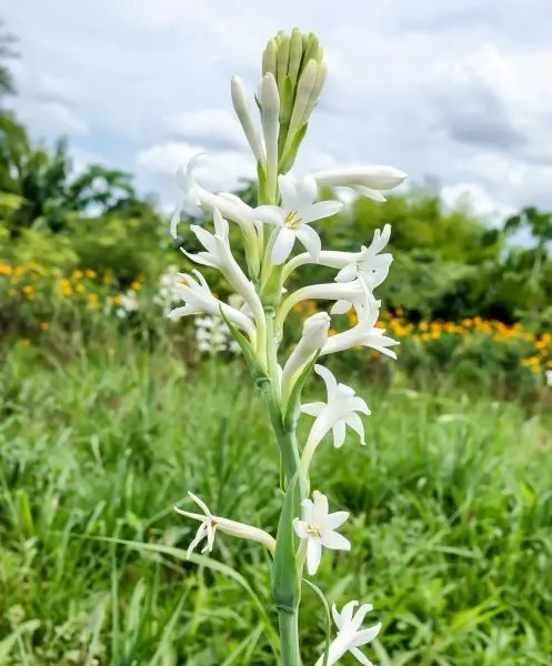 Lily trắng rạng rỡ ở giữa thiên nhiên