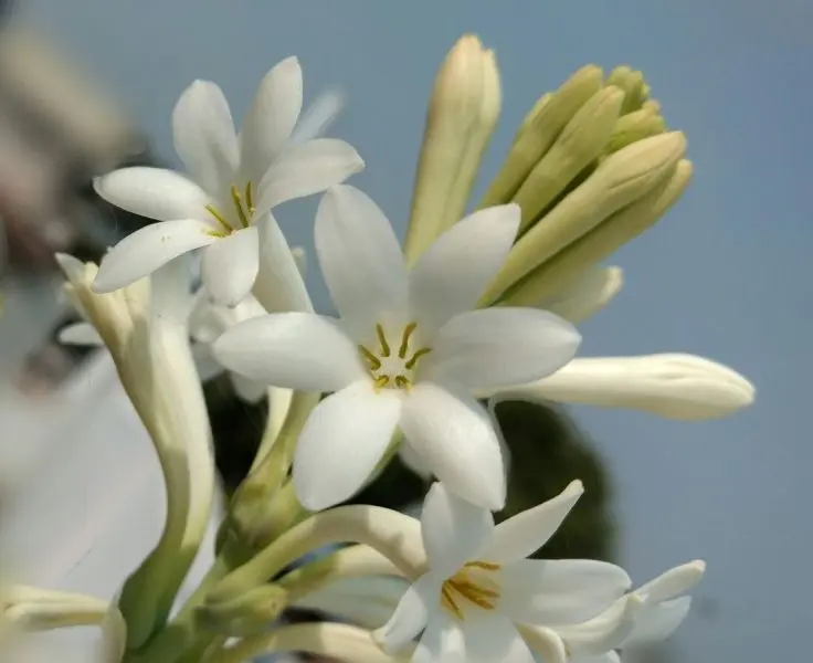 Lily trắng nhẹ nhàng và mềm mại