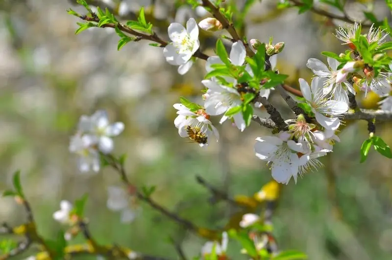 Hoa quả mơ trắng đẹp