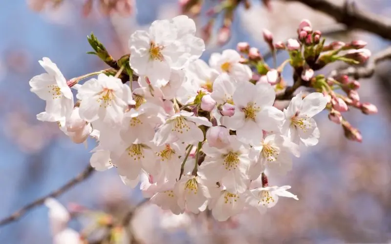 Apricot Nhật Bản nở hoa trong vườn nhà