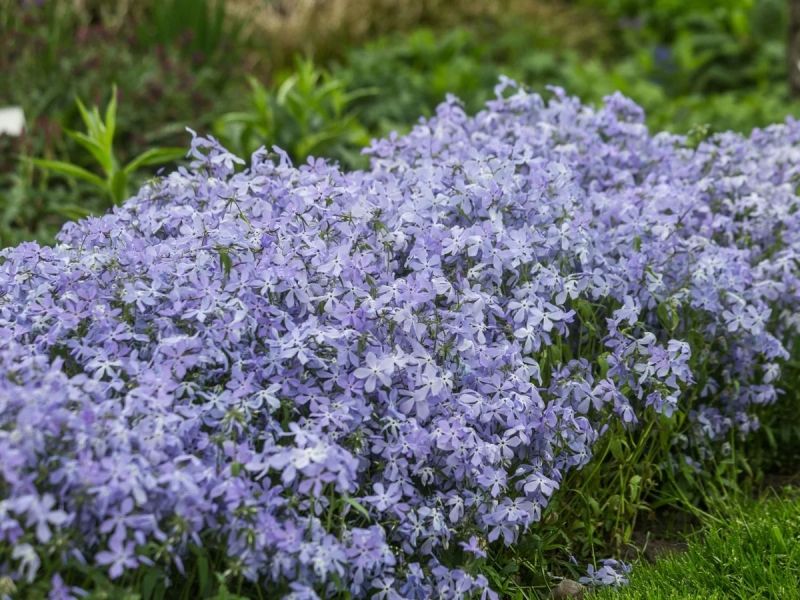 Blue Apricot Blossom trong ánh nắng sớm