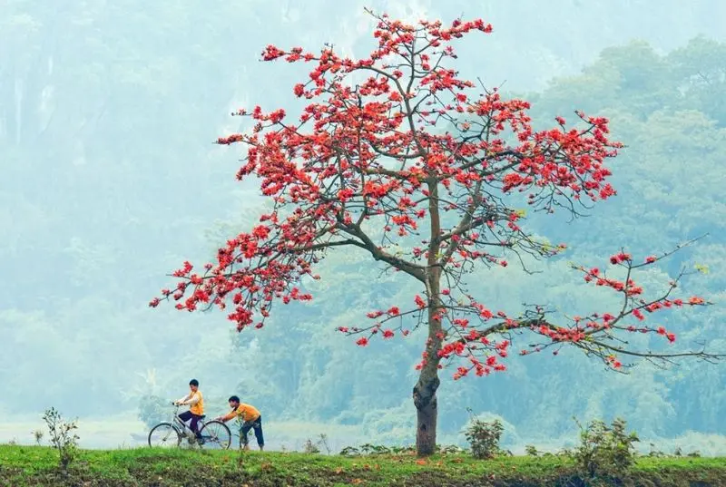 Hoa gạo nở, tạo ra phong cảnh đẹp