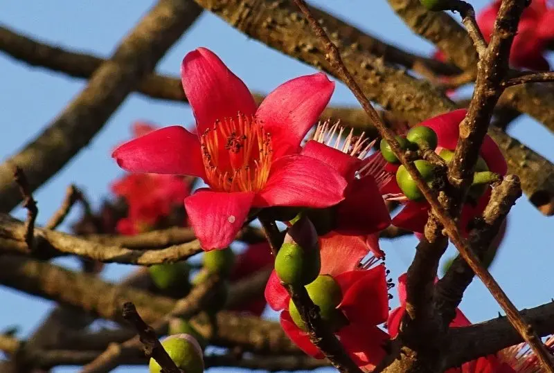 Màu hoa gạo trong hình ảnh nổi bật trên bầu trời xanh