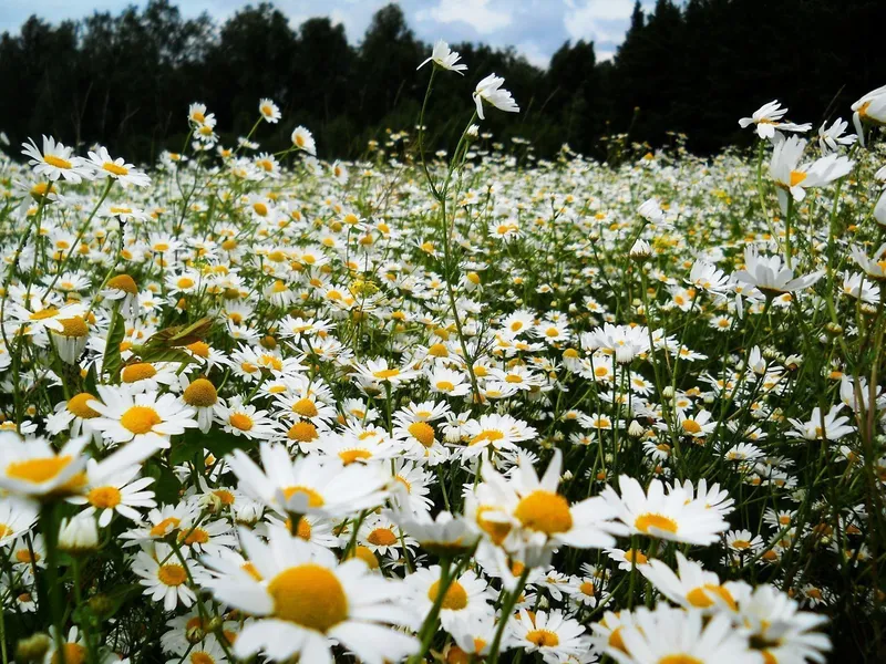 Chrysanthemum màu trắng hoa cúc thường xuyên