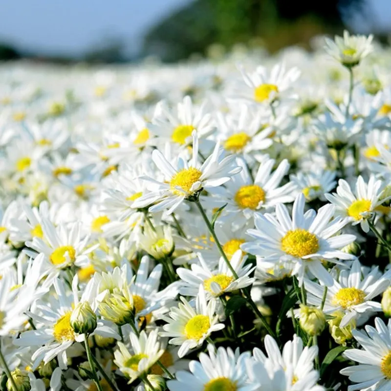 Chrysanthemum màu trắng sáng