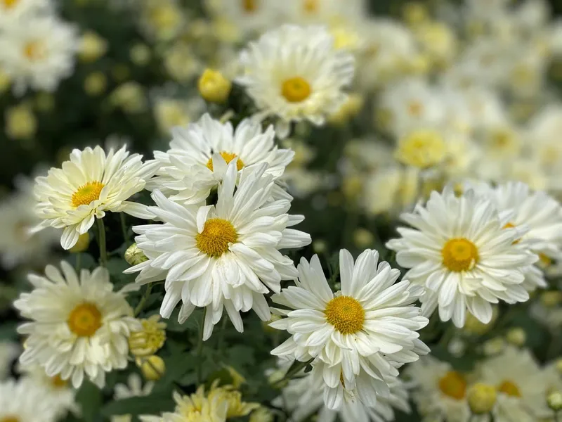 White Mi Daisy Garden Blooms