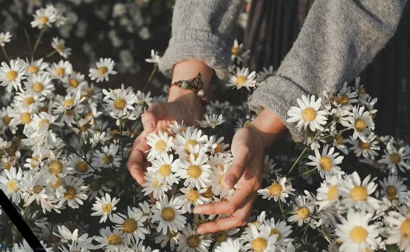 Bunch of White Mi Daisies lung linh trong gió