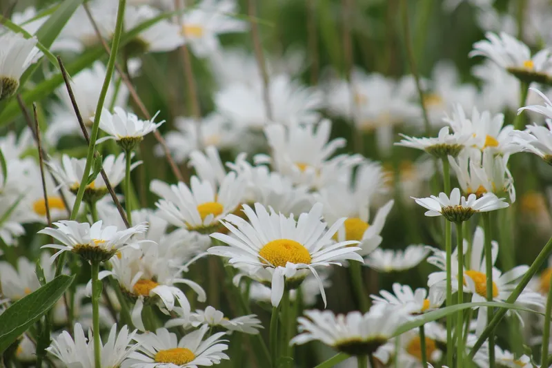 Cảnh của một chiếc Daisy màu trắng