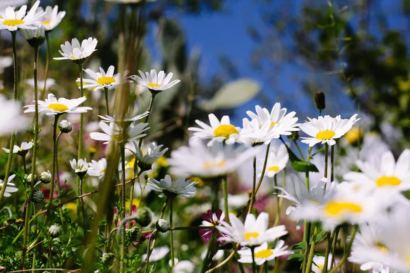 White Mi Daisies nở dọc theo con đường