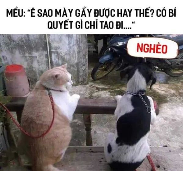 Meme độc ​​đáo cho mọi lứa tuổi