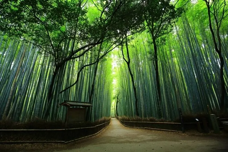 Ảnh của Deep Green Forest ở giữa hàng ngàn