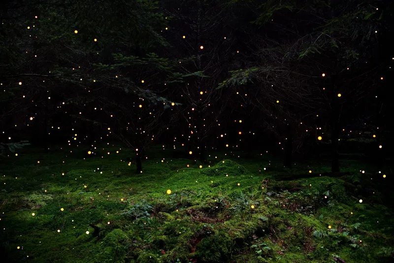 Hình nền Night Firefly, sự lựa chọn nhẹ nhàng cho linh hồn.