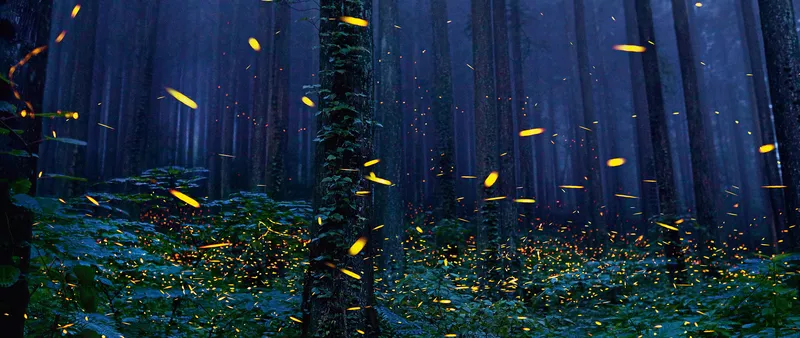 Hình nền Firefly, nơi ánh sáng kể câu chuyện về đêm.