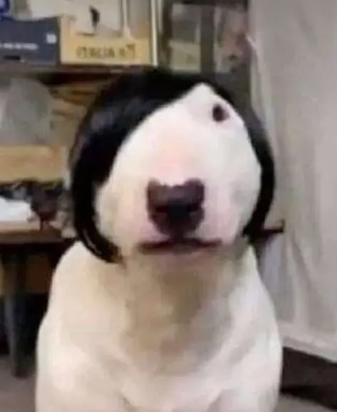 Meme Dog Boy 2 tay, mái nhà độc đáo