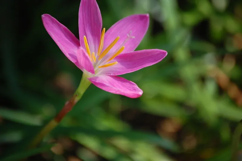 Cây đuôi trong vườn nhỏ