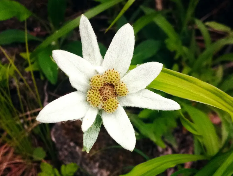 Hoa nhung tuyết trắng nhẹ nhàng