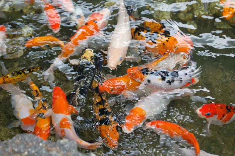 Koi Fish mang đến vẻ đẹp hòa bình, hoàn hảo cho hình nền