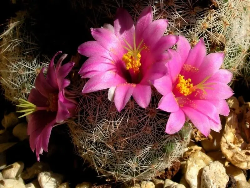 Hoa Cactus Pink mang đến một cảm giác dễ chịu