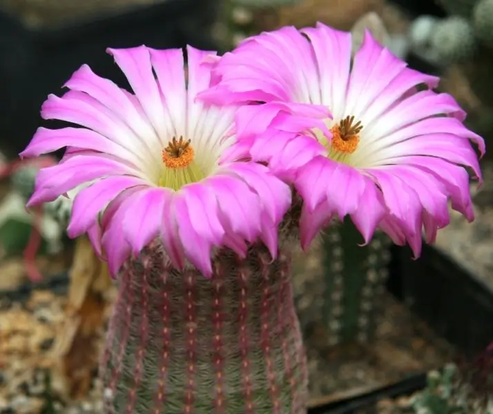 Red Pink Cactus