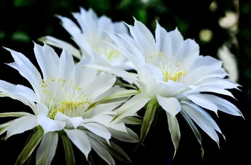 Hoa Cactus trắng tạo ra cảm giác bình yên