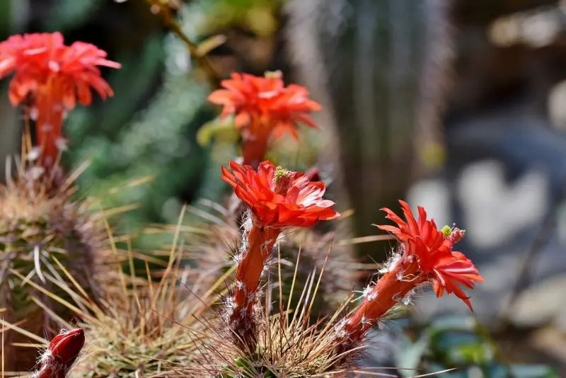 Hoa Cactus đỏ làm sáng không gian