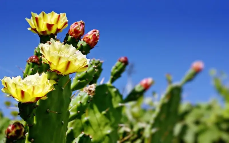 Ảnh hoa Cactus tạo ra một điểm nhấn mạnh mẽ