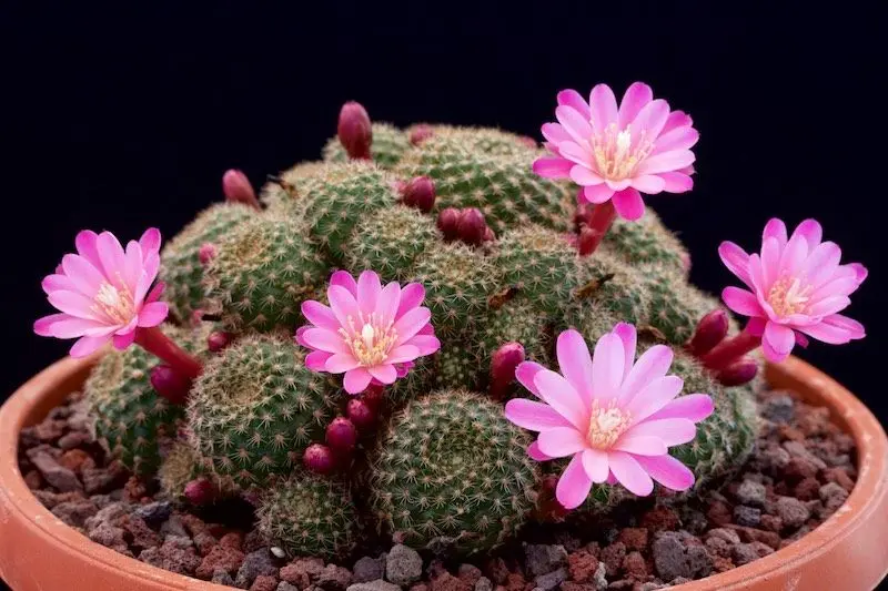 Hoa Cactus Pink là một sự kết hợp tuyệt vời