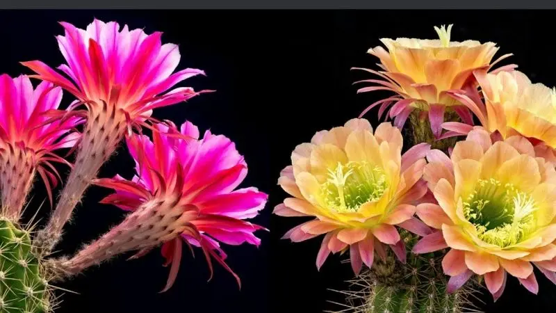 Hoa Cactus nở hoa đầy sức sống