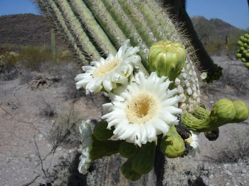 Hoa Cactus trắng nổi bật ở giữa không gian