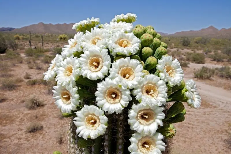 Hoa Cactus trắng mang lại vẻ đẹp thuần khiết