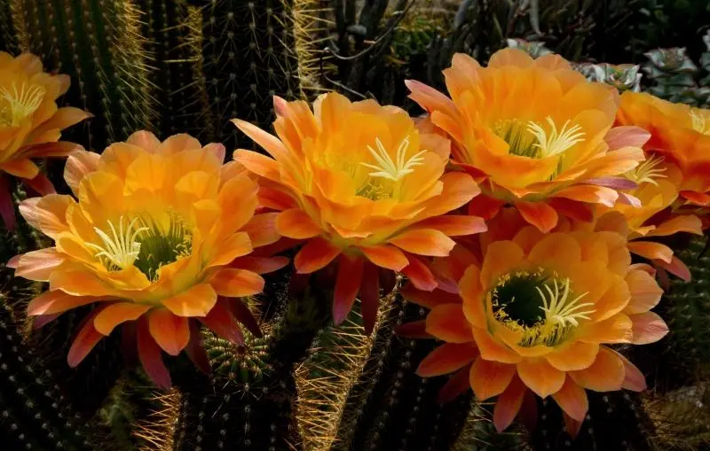 Hoa Cactus tô điểm cho không gian tự nhiên