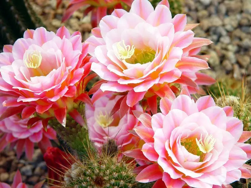 Màu hồng Cactus tạo ra các điểm nhấn ngọt ngào