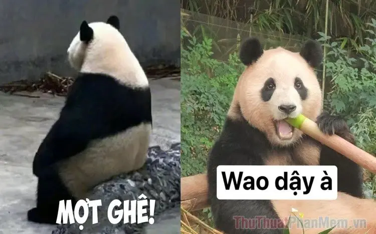 Meme Trung Quốc rất thú vị và được yêu