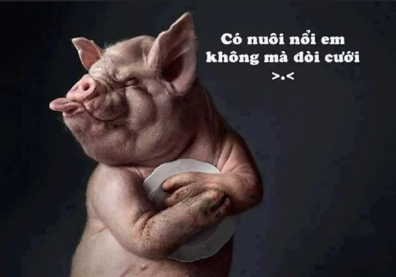 Meme lợn hạnh phúc và hài hước