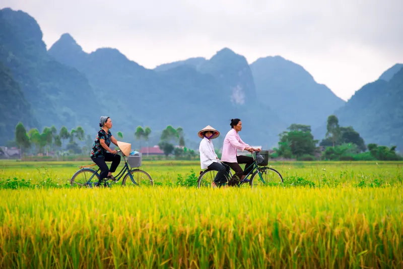 Để tô điểm cho không gian sống với hình nền nông thôn Việt Nam tình cảm.