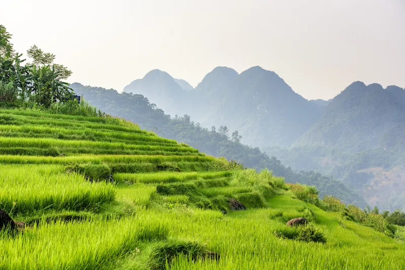 Hình nền nông thôn Việt Nam, sự lựa chọn cho những người yêu thích cảnh quan của quê hương.