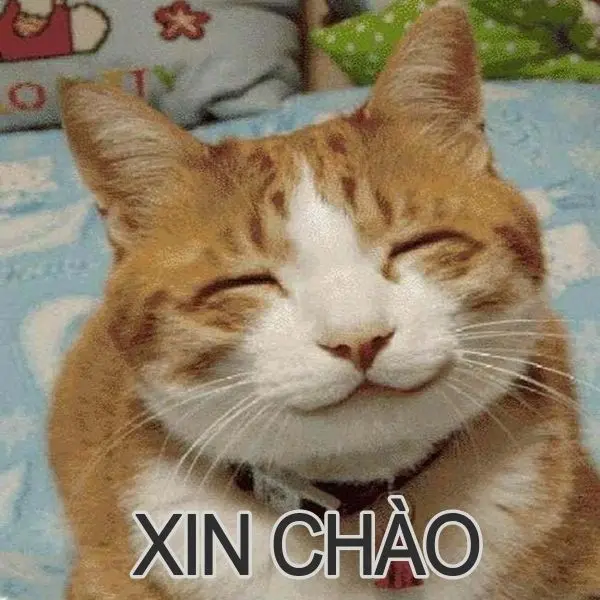 Meme được chào đón với biểu cảm thân thiện