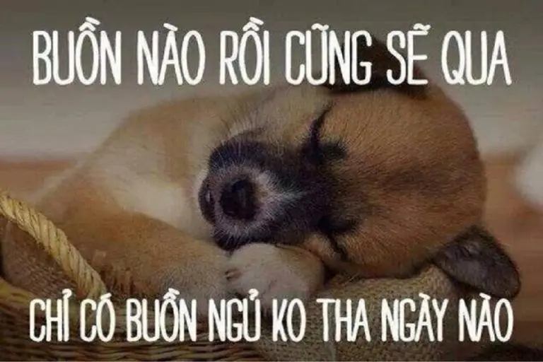 Chúc ngủ ngon Meme cho một giấc ngủ ngon