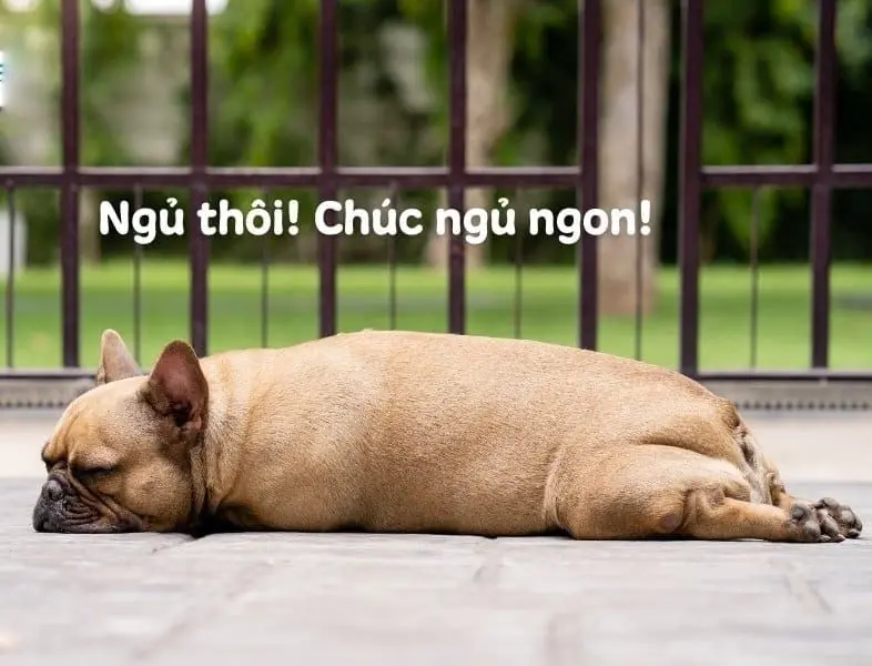 Chúc ngủ ngon Meme làm cho bạn cảm thấy ấm áp