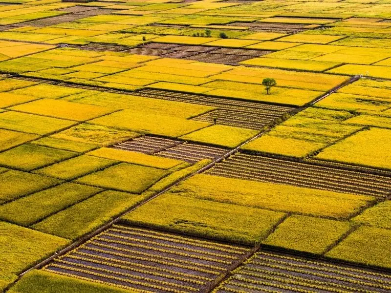 Bông gạo chín màu vàng đang đung đưa trước gió, báo hiệu vụ thu hoạch đã đến.